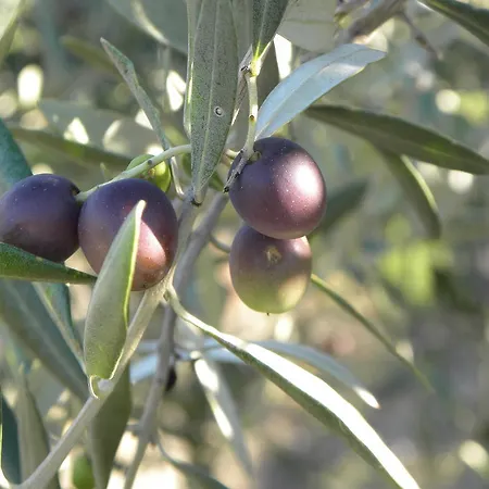 Διαμέρισμα Casa Vittoria