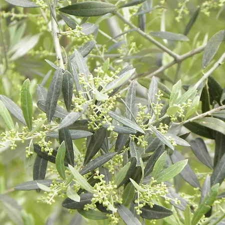 Apartment Casa Vittoria *