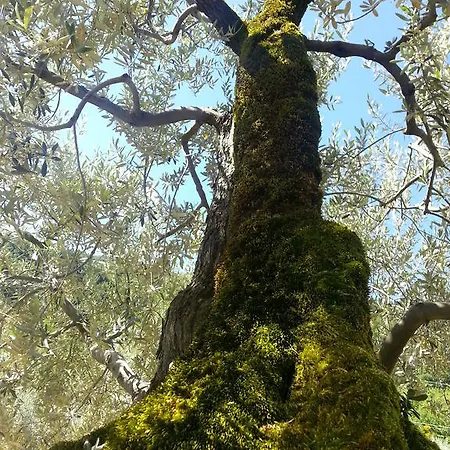 Apartment Casa Vittoria Piano Delle Pieve